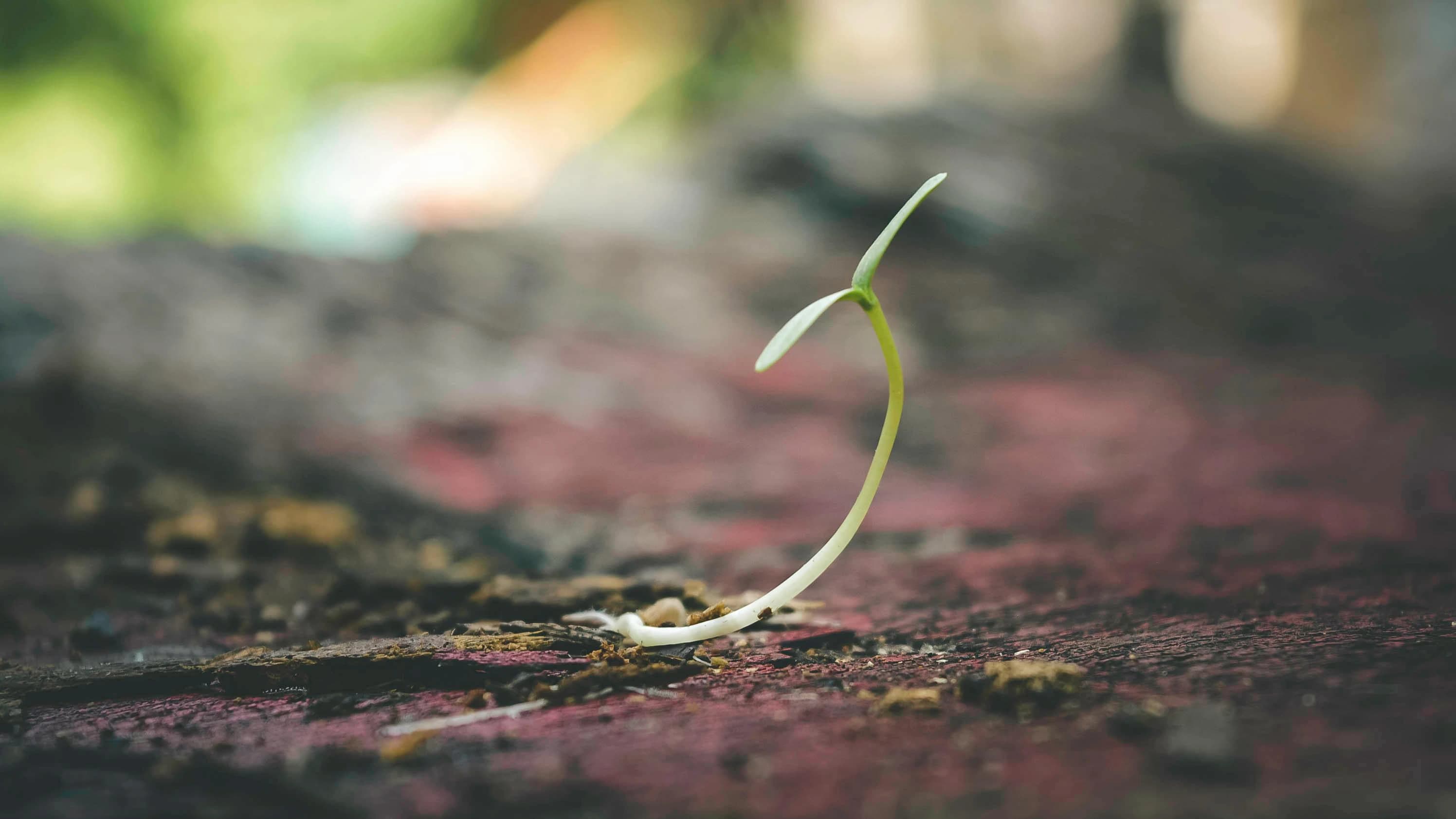 A sprouting plant through the soil
